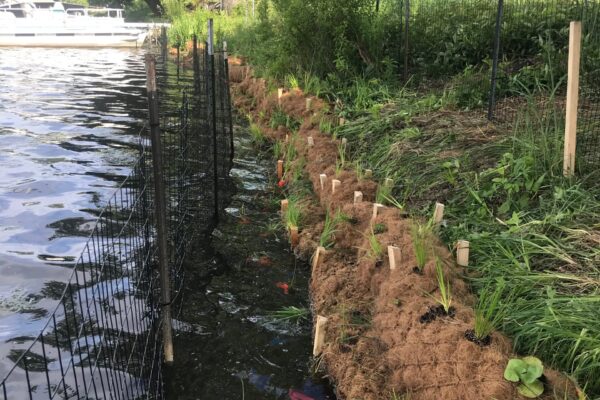 Stabilization efforts with coir logs, wooden stakes, and a fence to prevent erosion along a steeply sloped lakefront.