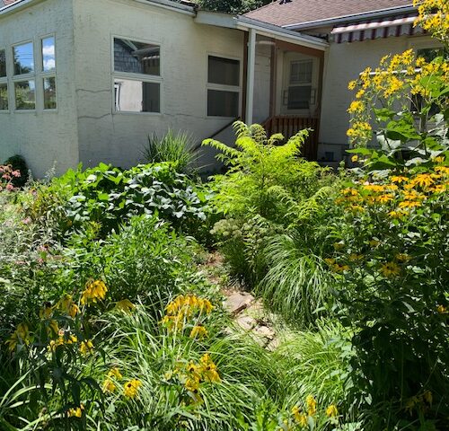 A permaculture yard filled with tall grasses, blooming yellow flowers, and shrubs in front of a white house.