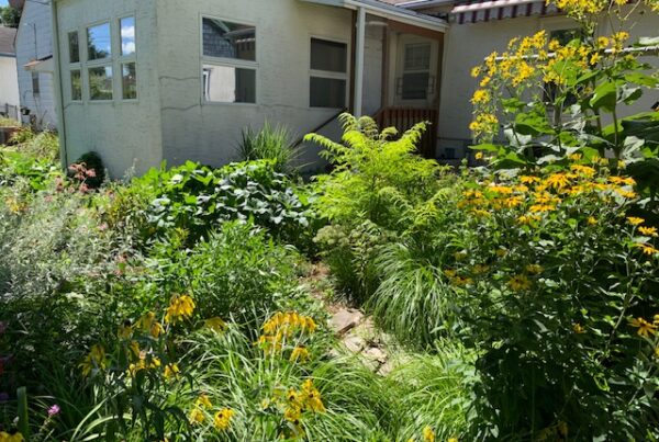 A permaculture yard filled with tall grasses, blooming yellow flowers, and shrubs in front of a white house.