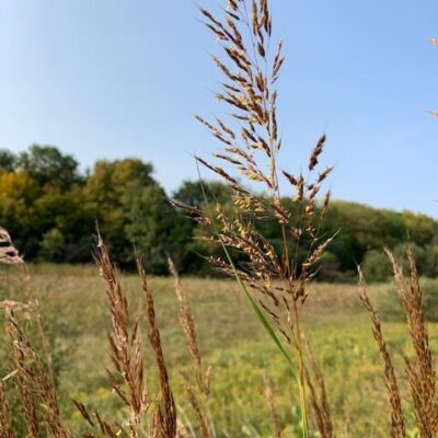 A close-up of golden brown Indian Grass clusters with a wetland and trees in the background.