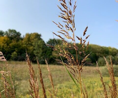 A close-up of golden brown Indian Grass clusters with a wetland and trees in the background.