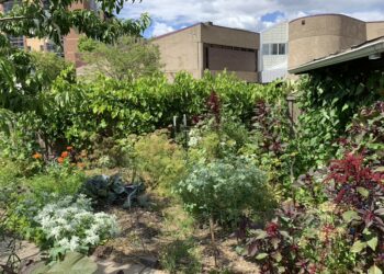 Numerous edible plants including lettuces, vegetables, and berry vines in a back yard with urban buildings behind.