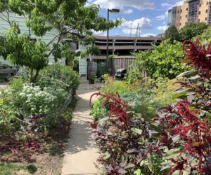 A back yard filled with colorful red, light blue, and orange flowers, vegetables, and a fruit tree with a path leading to a green house.