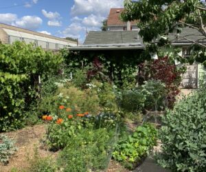 Numerous edible plants including vegetables and fruit trees along a path leading to a shed.