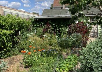 Numerous edible plants including vegetables and fruit trees along a path leading to a shed.