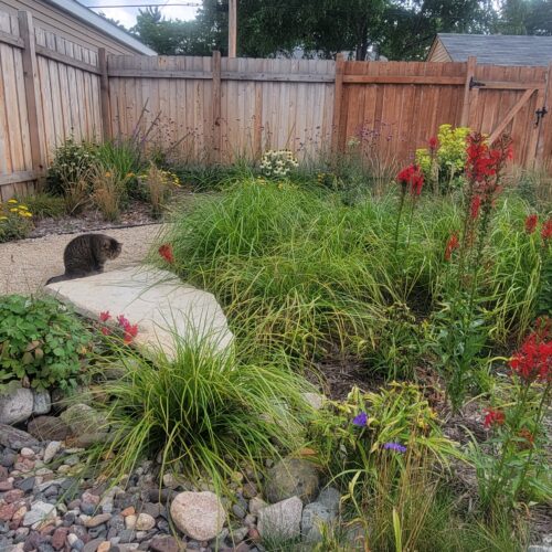 A striped brown cat looking into a rocky dry creek filled with grasses and blooming red flowers.