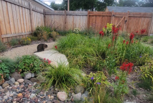A striped brown cat looking into a rocky dry creek filled with grasses and blooming red flowers.
