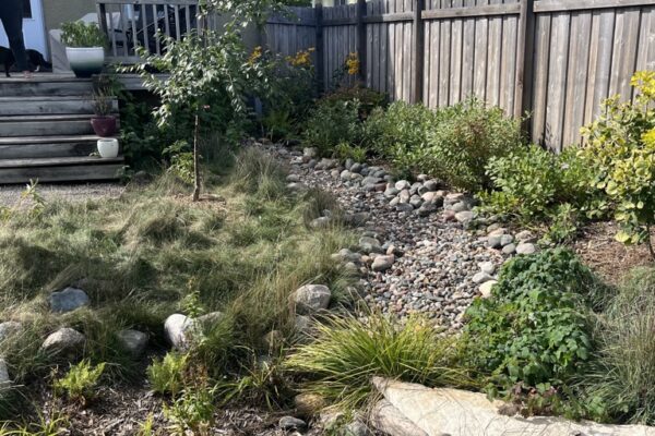 A rocky dry creek next to a wooden fence lined with native plants and grasses in the new backyard oasis.