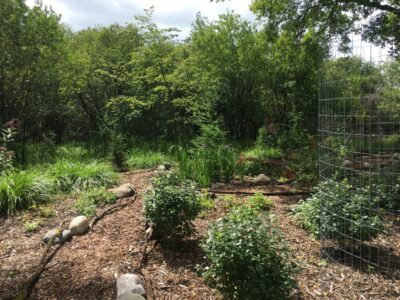 A fenced in area with new plants, boulders, and paths, that was cleared of invasives by pigs.