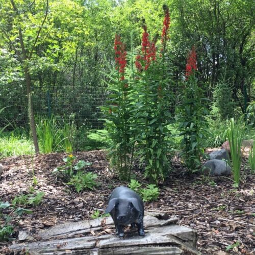 A fenced in wetland area with blooming red flowers, grasses, and rocks with a small black pigs figure in the foreground.