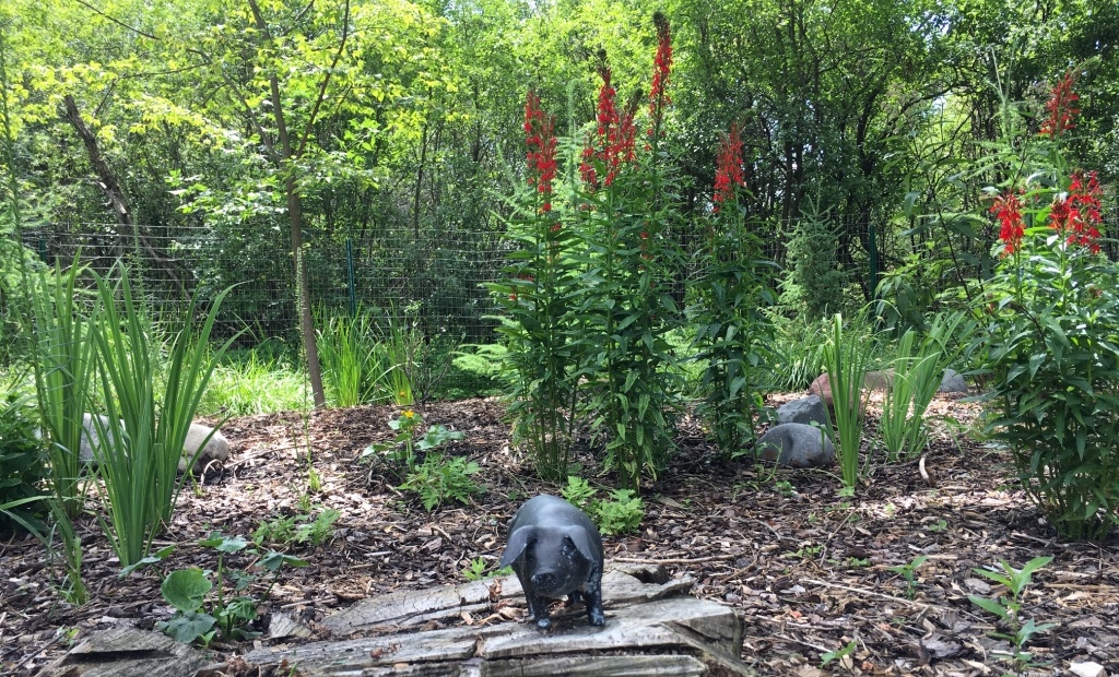 A fenced in wetland area with blooming red flowers, grasses, and rocks with a small black pigs figure in the foreground.