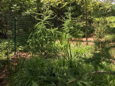 A tamarack conifer tree in a mulched wetland area with a fence.