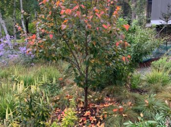 A short tree with brilliant scarlet and green leaves in the fall amidst a textured grass and flower lawn.