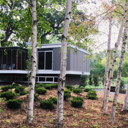 Dappled light on tall trees in front of a white and grey mid-century modern home with metal veggie beds to the right.