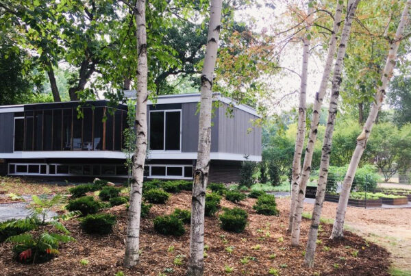Dappled light on tall trees in front of a white and grey mid-century modern home with metal veggie beds to the right.