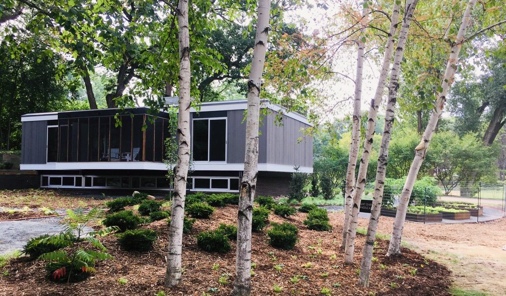 Dappled light on tall trees in front of a white and grey mid-century modern home with metal veggie beds to the right.