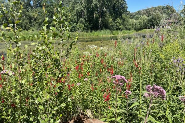 Several blooming red and pink flowers blooming along a lake shoreline with trees and a home in the background.