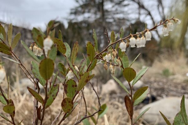 Bog birch in bloom