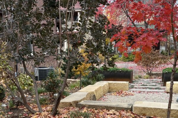 The full garden including the sunken limestone patio, raised mild steel vegetable beds, rectilinear paver paths and mature shrubs showing their vibrant fall colors on an autumn day in the Milwaukee Avenue neighborhood.