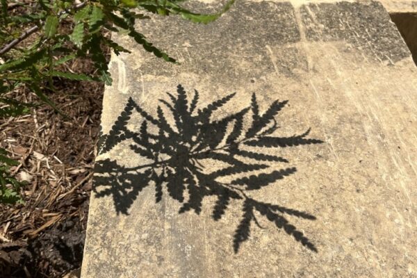 A branch from a native sweetfern plant casts a delicate shadow across the surface of a large rectangular limestone block which is part of the patio retaining wall.