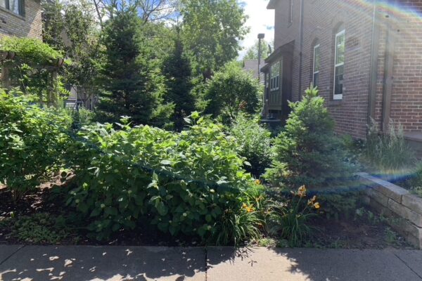 An overgrown mix of shrubs including three dwarf spruce trees and multiple hydrangeas appears to fill the entire yard in the Milwaukee Avenue neighborhood of Minneapolis.