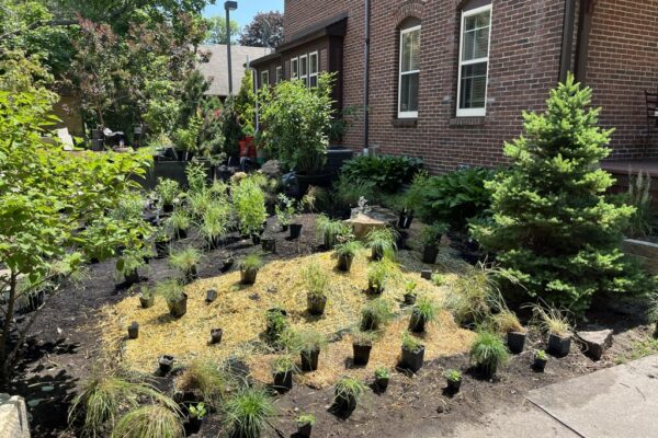 Dozens of potted Minnesota native prairie species have been laid out in loose rows across a large patch of prepped soil, waiting to be planted in the ground.