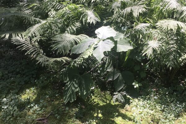 A dense clump of ferns and jack-in-the-pulpit grows over mossy ground in a densely shaded woodland edge on property in suburban Minnesota.