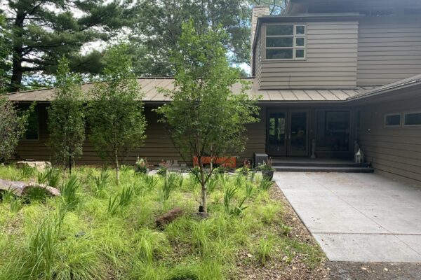 A summer grove of small birch trees growing above a lush understory of green sedge and iris runs along a wide, freshly poured concrete walk leading to the entrance of a stately prairie style home.