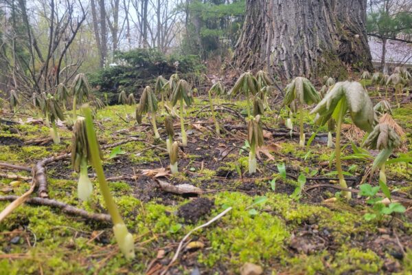 A large cluster of newly sprouted mayapple grows over moist, mossy ground in a woodland edge on property in suburban Minnesota in the early spring.