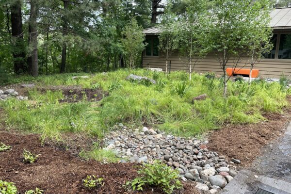 A 2'x10' trench filled with a mix of river stones connecting to a small grate which captures water run-off from the driveway, provides a naturalistic inlet to the rain garden.