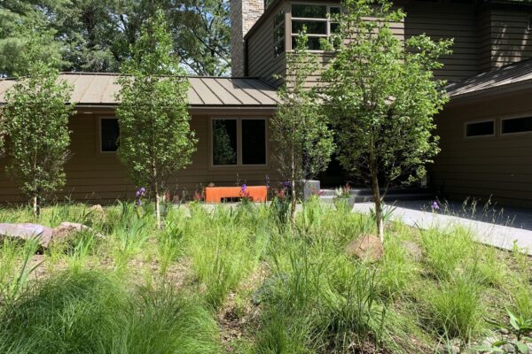 A summer grove of small birch trees with green foliage stands in grow in front of a stately prairie style home growing above an understory of lush clumps of green sedge and purple flowering iris.