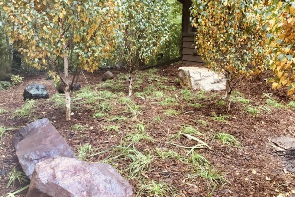 Three birch trees, turning yellow in autumn, grow over a freshly planted understory of water-loving sedge and iris.