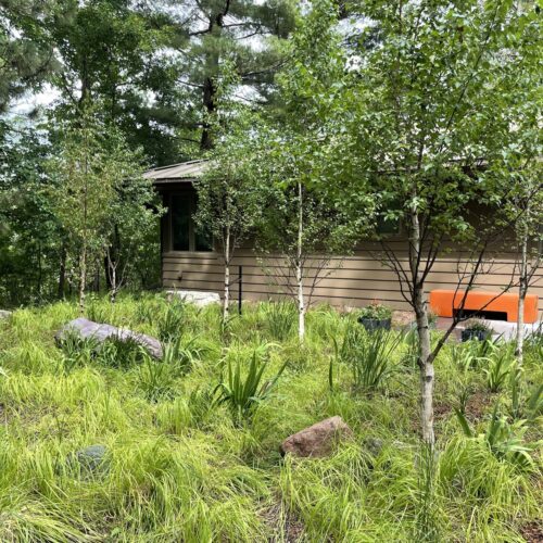 A native sedge glen with birch grove and boulder accents in a water reclamation garden in suburban Minnesota.