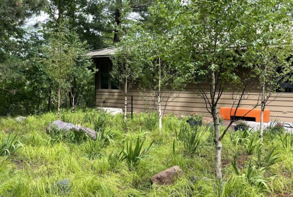 A native sedge glen with birch grove and boulder accents in a water reclamation garden in suburban Minnesota.