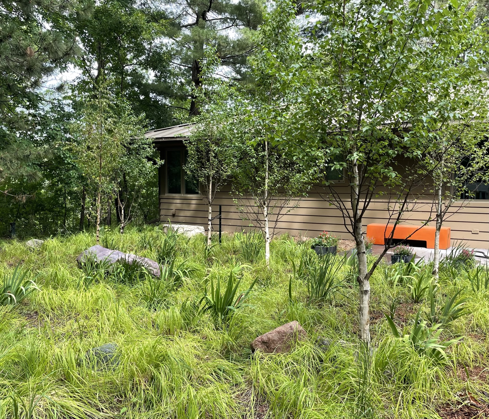 A native sedge glen with birch grove and boulder accents in a water reclamation garden in suburban Minnesota.