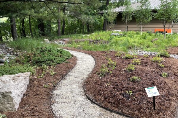 A narrow, serpentine gravel path flows past a large water reclamation garden containing a grove of small birch trees growing above a lush understory of green sedge and iris on a wooded suburban property in Minnesota.