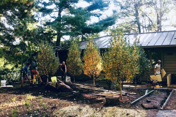 Four members of the the Light Dark landscape installation crew dig holes to plant 8' tall birch trees creating a dramatic birch grove in the water reclamation garden.