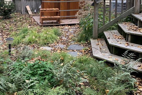 A cedar hot tub is nestled among native woodland ferns and sedges in a small urban yard in the city of Minneapolis.