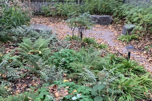 A narrow gravel path winds through a lush understory planting of ferns and sedges leading to a rustic gathering circle with natural boulder seating.