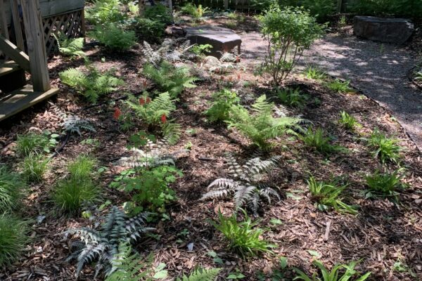 A lush woodland mix of native seersucker sedge, lady fern and columbine with non-native painted fern planted beneath the shade of a mature birch tree.