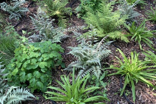 A lush woodland mix of native seersucker sedge, lady fern and columbine with non-native painted fern planted in a small yard in the City of Minneapolis.