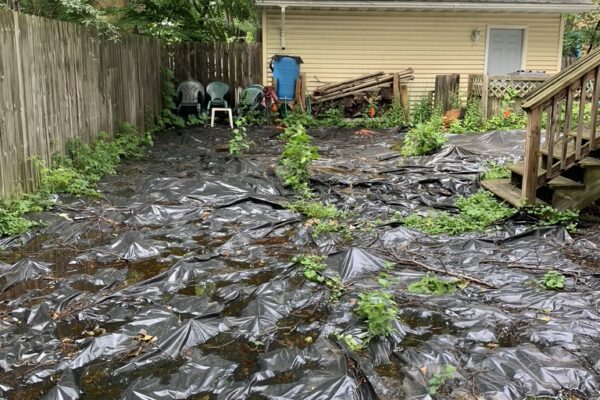 A large black plastic sheet covers the entire backyard in the city of Minneapolis in order to eradicate invasive creeping bellflower through the process of smothering, or solarization.