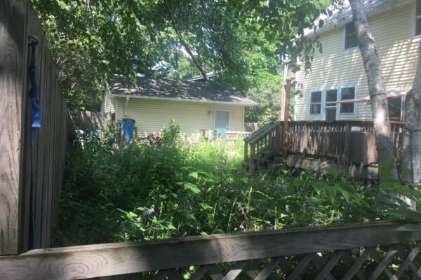 A shady urban backyard in the Seward Neighborhood of Minneapolis is overgrown with invasive weed species including creeping bellflower.