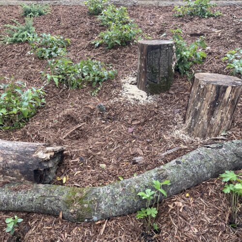 Two "fallen" logs and two stumps with dozens of holes drilled in them are nestled among dwarf bush honeysuckle and wild geranium in the newly planted woodland garden - awaiting future bee tenants.