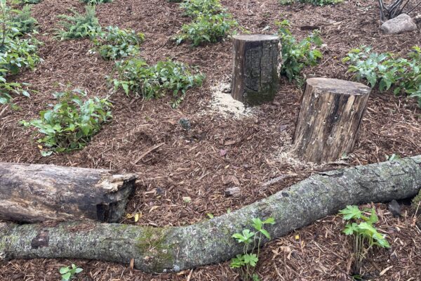 Two "fallen" logs and two stumps with dozens of holes drilled in them are nestled among dwarf bush honeysuckle and wild geranium in the newly planted woodland garden - awaiting future bee tenants.