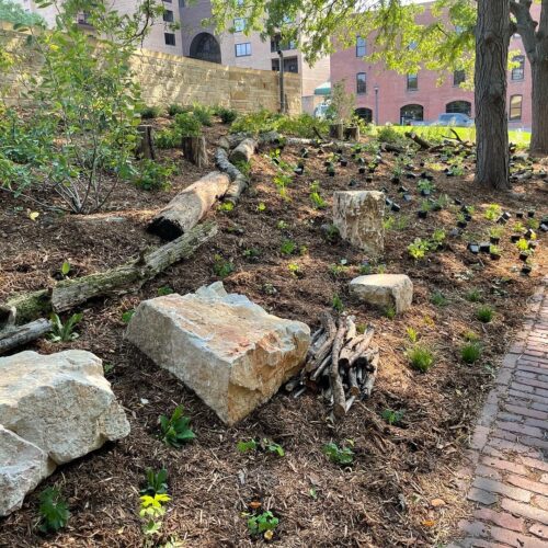 A long narrow strip of commercial land running alongside a brick public sidewalk has been planted with native shrubs and herbaceous woodland species nestled among bee-friendly habitat feature such as boulders and "fallen" logs.