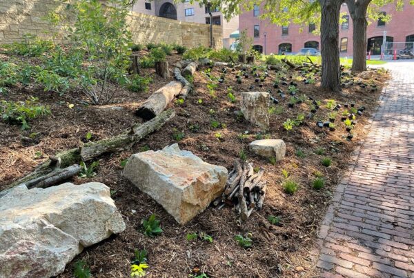 A long narrow strip of commercial land running alongside a brick public sidewalk has been planted with native shrubs and herbaceous woodland species nestled among bee-friendly habitat feature such as boulders and "fallen" logs.
