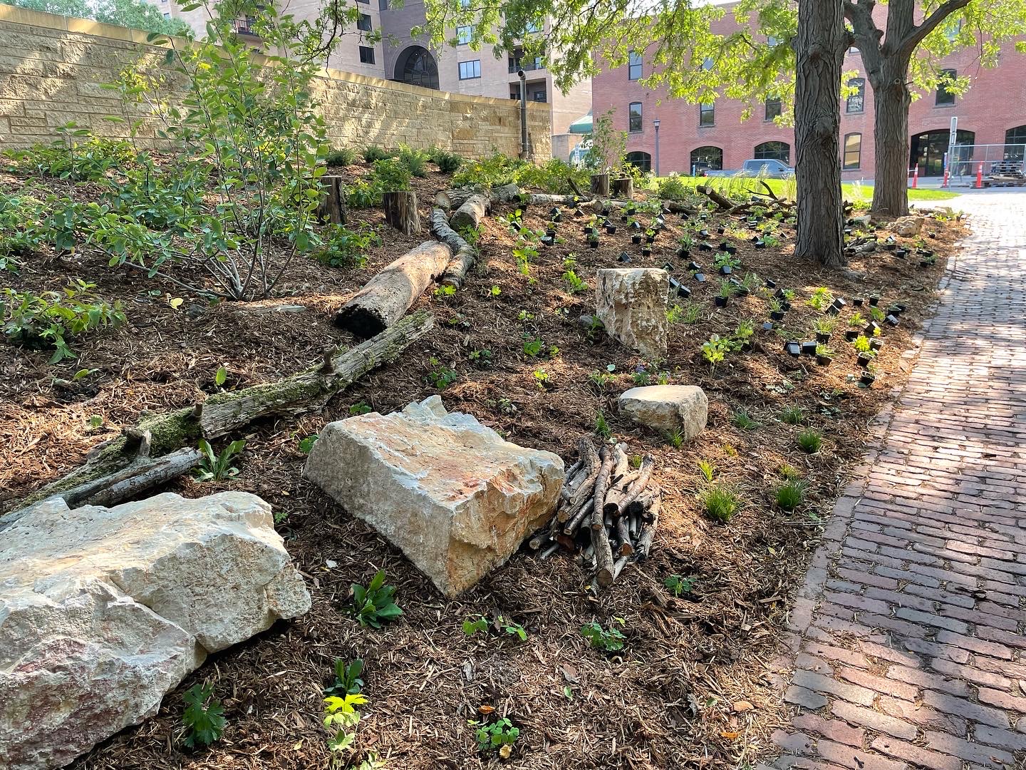 A long narrow strip of commercial land running alongside a brick public sidewalk has been planted with native shrubs and herbaceous woodland species nestled among bee-friendly habitat feature such as boulders and "fallen" logs.