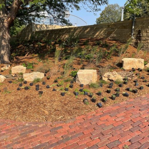 Grasses and flowering species, still in plastic nursery pots, are lined up in loose rows waiting to be planted in the pollinator meadow.