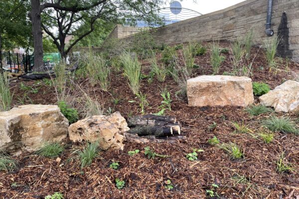 A newly planted meadow of pollinator-friendly grasses and native flowering species punctuated by four large boulders which provide nesting habitat for bees.